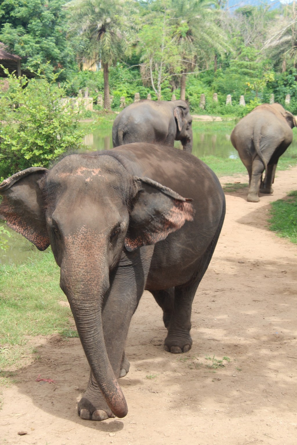 The world’s largest land mammals, with feelings to boot